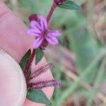 Cuphea ericoides Blomst