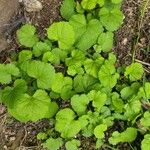 Geum macrophyllumLeaf