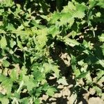 Sonchus oleraceus Likasa