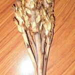 Phelipanche purpurea Fula