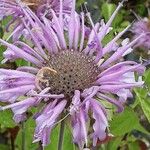 Monarda fistulosa 花