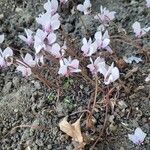 Cyclamen hederifoliumപുഷ്പം