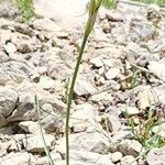 Allium longisepalum Кора