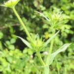 Knautia integrifolia Leaf