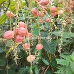 Alchornea cordifolia Fruit