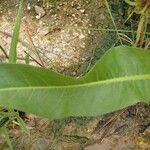 Rumex palustris Lapas