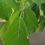 Cordia dichotoma Fuelha