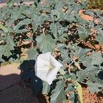 Datura wrightiiFlower