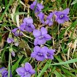 Viola riviniana Habitatea