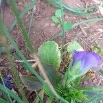Viola spp. Blatt