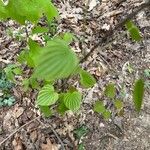 Dioscorea villosaFeuille