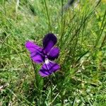 Viola bubanii 花