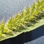 Setaria viridis Květ