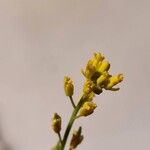 Myagrum perfoliatum 花