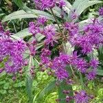 Vernonia gigantea Flower