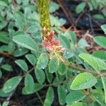 Indigofera hirsuta Квітка