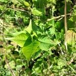 Diervilla lonicera Leaf