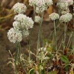 Eriogonum nudum Alkat (teljes növény)