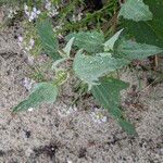 Atriplex laciniata Blatt