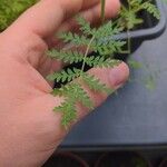 Phacelia tanacetifoliaFeuille