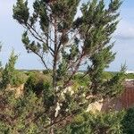 Juniperus phoenicea Leht