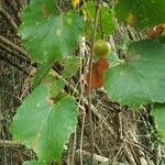 Vitis rotundifolia Leaf