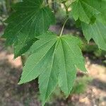 Acer circinatum Leaf