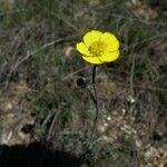 Ranunculus gramineus Fleur
