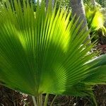 Pritchardia pacifica Leaf