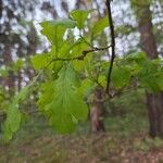 Quercus × rosacea Blad