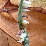 Spiranthes spiralis फूल