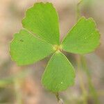 Marsilea minuta Leaf