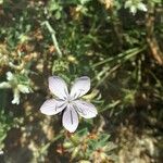 Dianthus gyspergerae Квітка