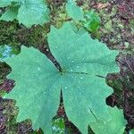 Achlys triphylla Leaf