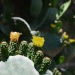 Opuntia maxima Blüte