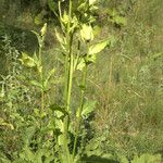 Cirsium oleraceum花