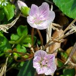 Claytonia caroliniana Floro
