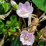 Claytonia caroliniana Blomma