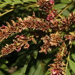 Lonchocarpus rugosus Hábito