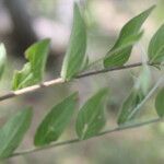 Evolvulus alsinoides Blatt