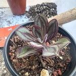 Echeveria nodulosa Ліст