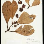Clusia insignis Fruto