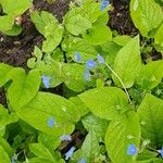 Omphalodes verna फूल