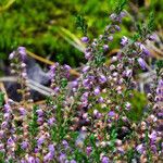 Calluna vulgaris Fleur