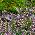 Calluna vulgaris Kvet