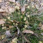 Carex humilis Virág