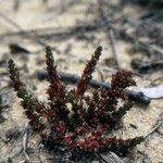 Crassula alata Hábito
