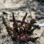 Crassula alata Celota