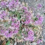 Allium unifolium Blüte
