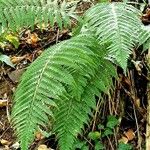 Polystichum aculeatum Blad